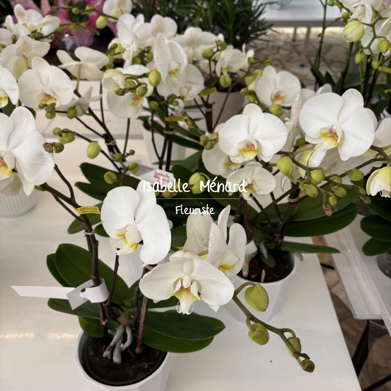 orchidée blanche et son pot déco