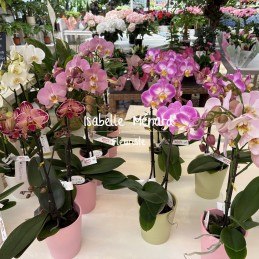 Orchidée rose et son pot déco