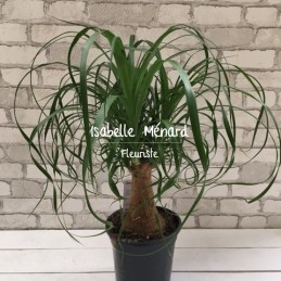 Beaucarnea