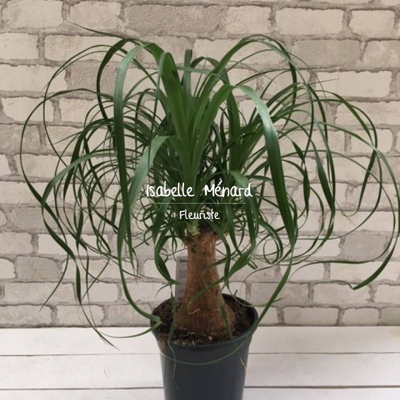 Beaucarnea