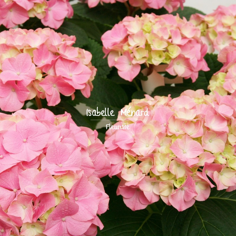 hortensia rose, blanc ou bleu hortensia rose, blanc ou bleu