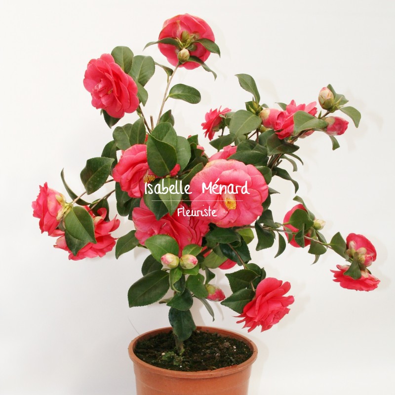 camelia camelia