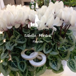 coupe de cyclamen blanc