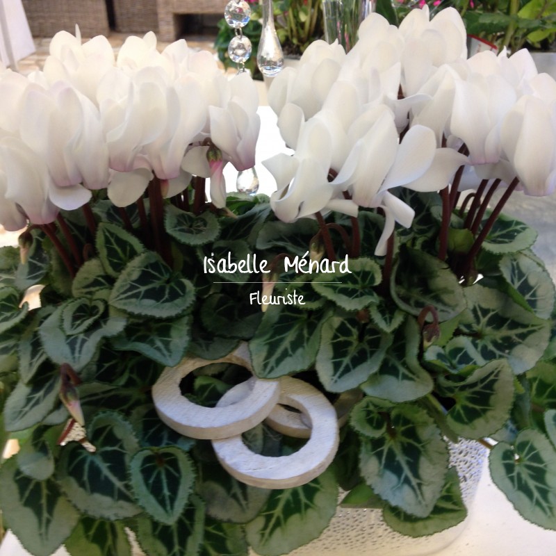 coupe de cyclamen blanc coupe de cyclamen blanc