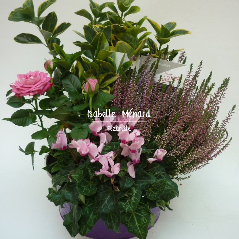 coupe de plantes pastelles