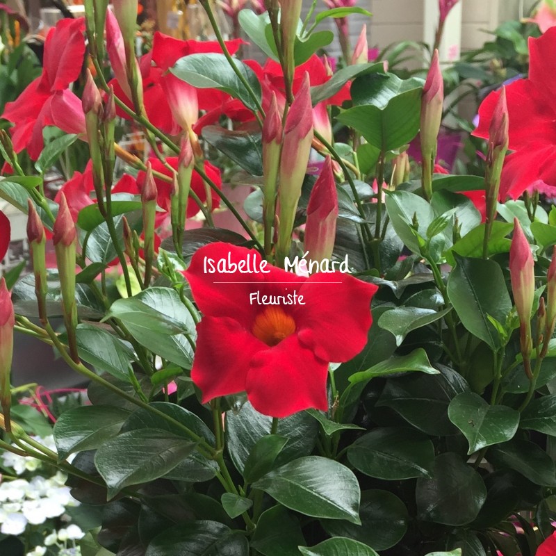 dipladenia dipladenia