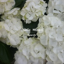 hortensia rose, blanc ou bleu