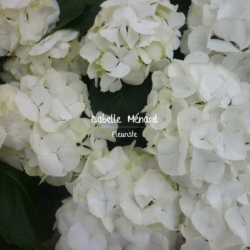 hortensia rose, blanc ou bleu hortensia rose, blanc ou bleu