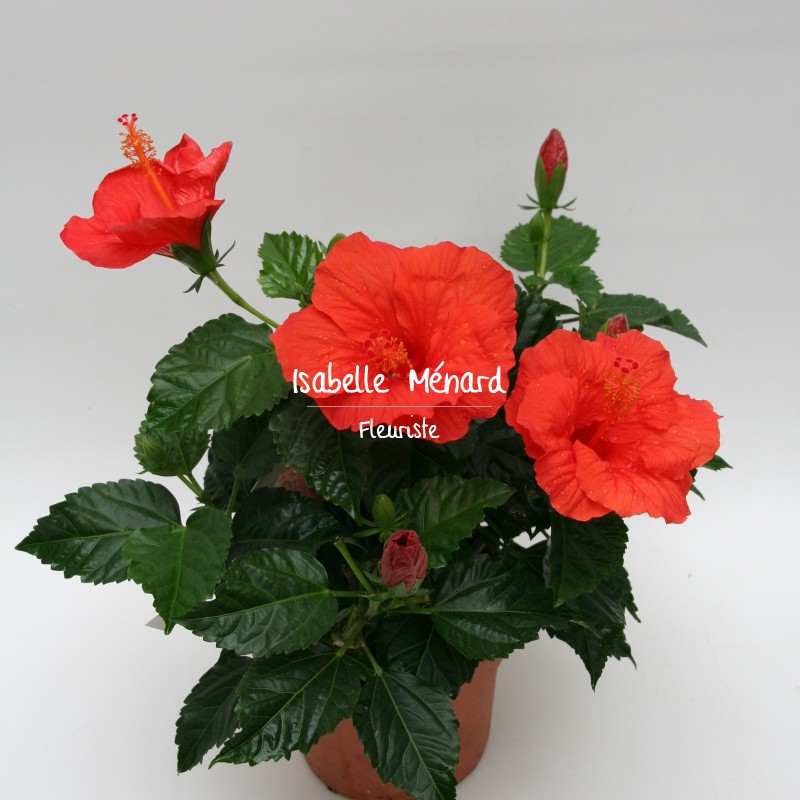 hibiscus hibiscus