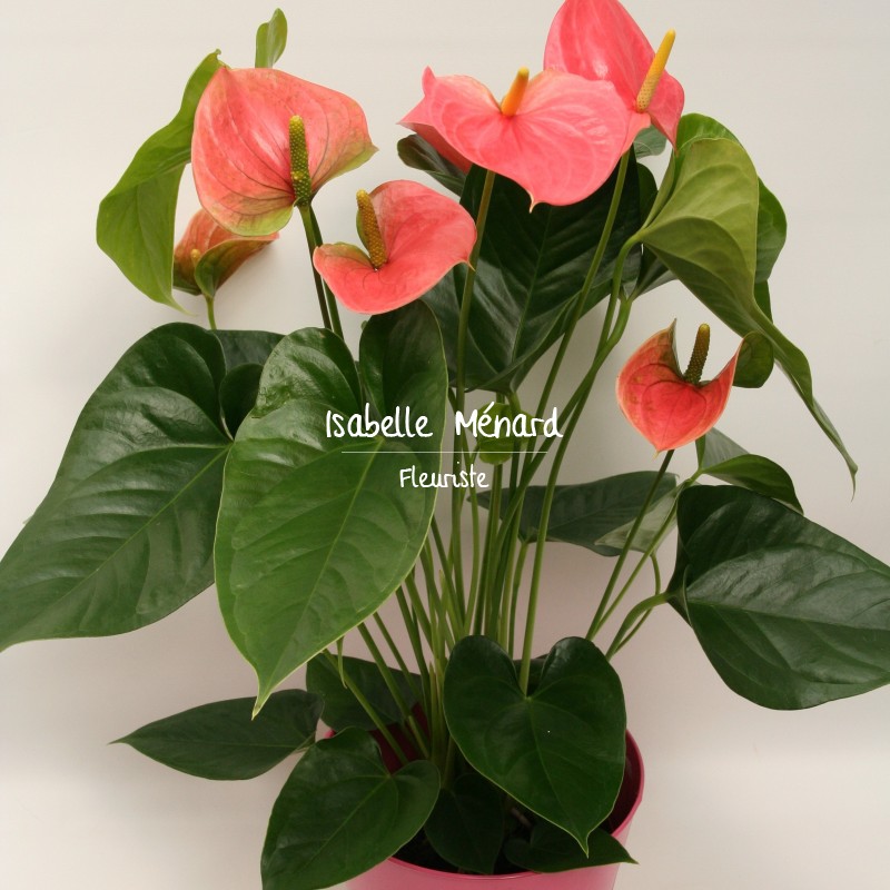 anthurium - plante dépolluante