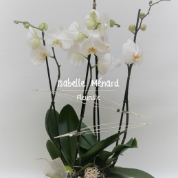 coupe de 2 belles orchidées...