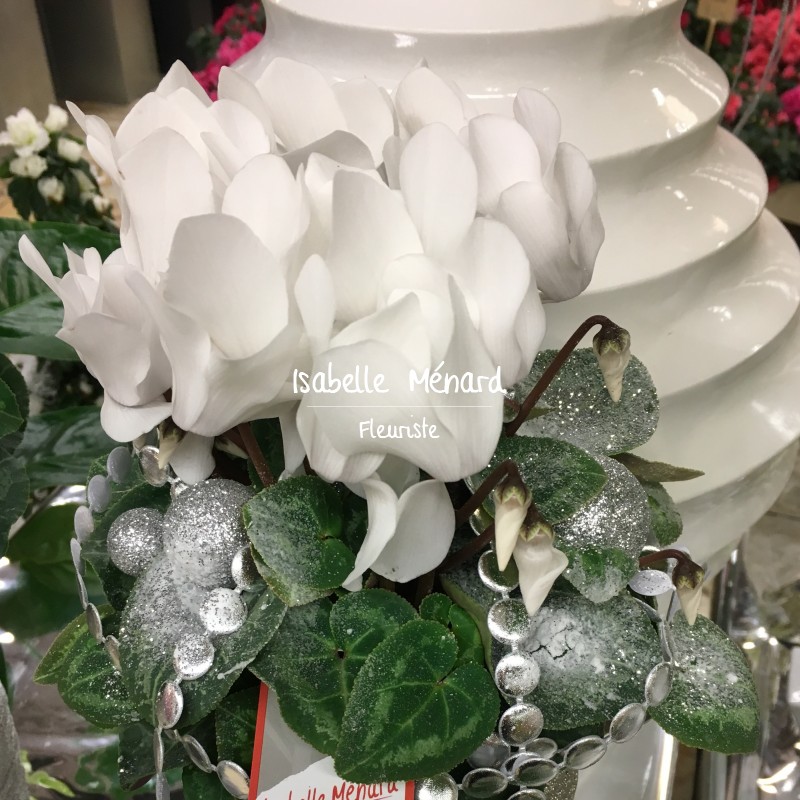cyclamen décoré fêtes cyclamen décoré fêtes