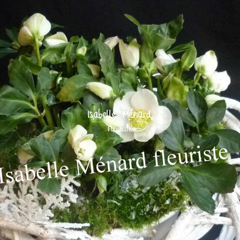hellebore "Rose de Noël" et sa couronne de Noël hellebore "Rose de Noël" et sa couronne de Noël