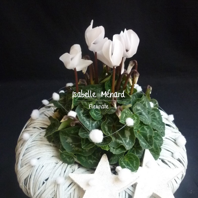 cyclamen et sa couronne de Noël cyclamen et sa couronne de Noël