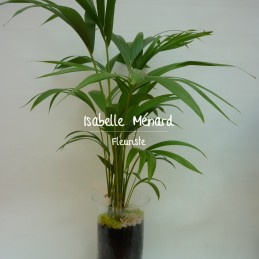 kentia dans sa verrerie -...