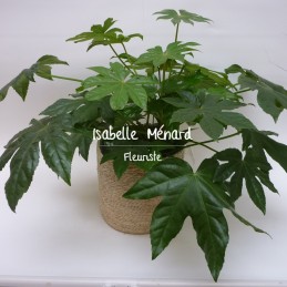 aralia - plante dépolluante