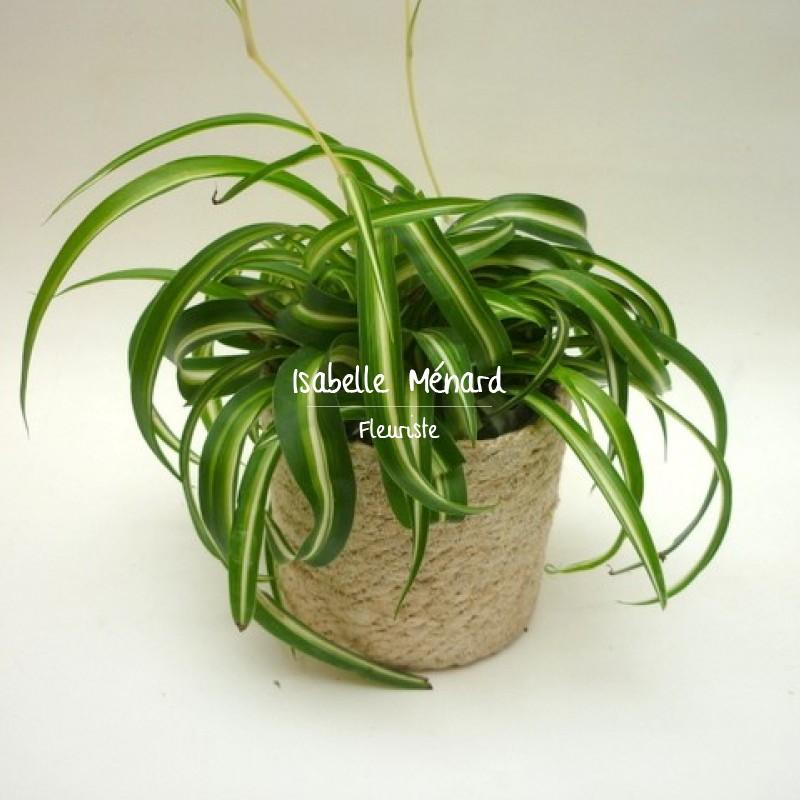 chlorophytum plante depolluante tratament de dozare helmint