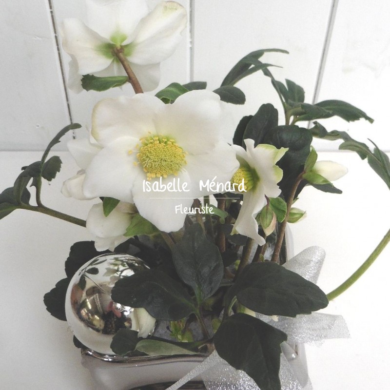 hellebore "rose de Noël" décorée hellebore "rose de Noël" décorée