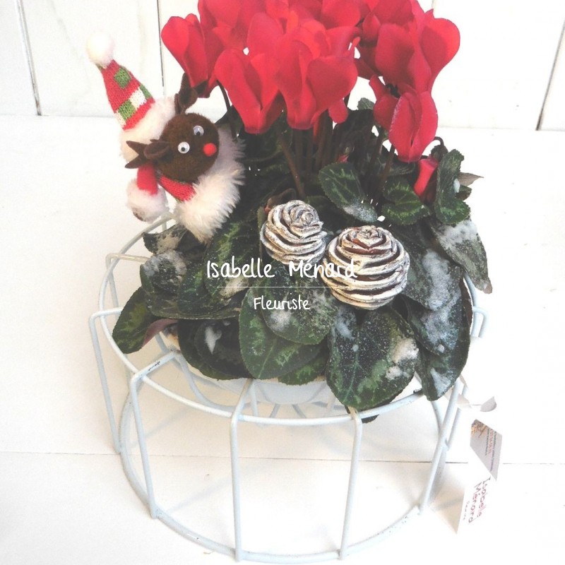 cyclamen et son contenant design cyclamen et son contenant design