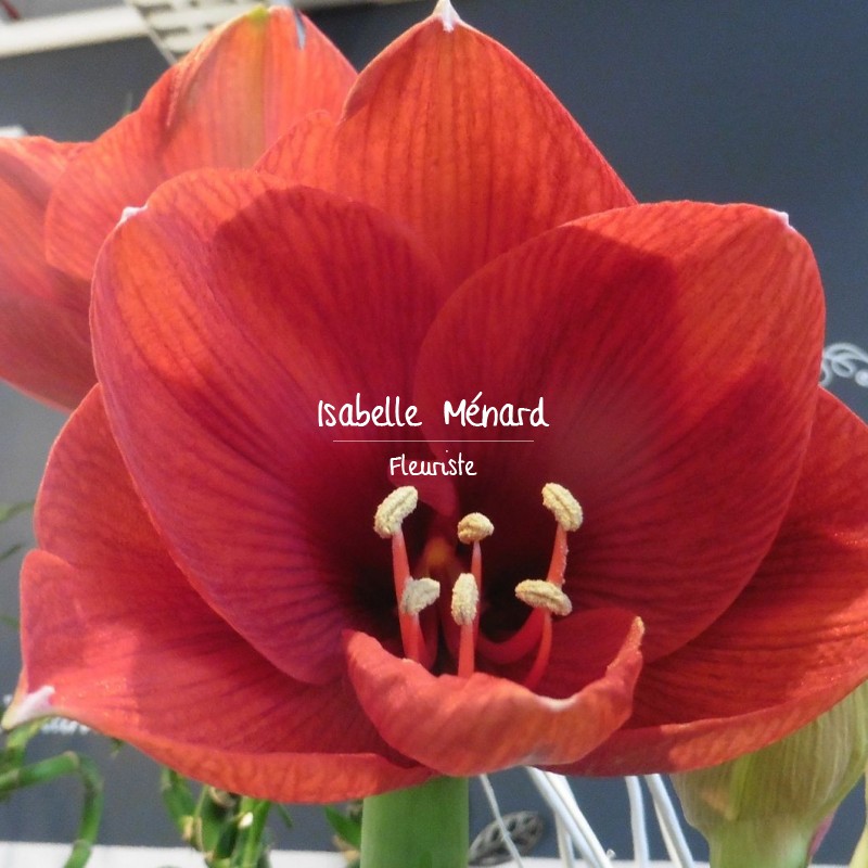 amaryllis décoré