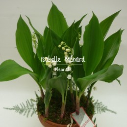 muguet en racine