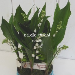 muguet en racine dans pot...