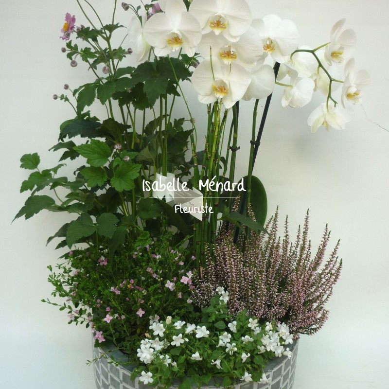 composition de plantes et son orchidée