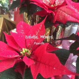 "étoîle de Noël"-poinsettia...