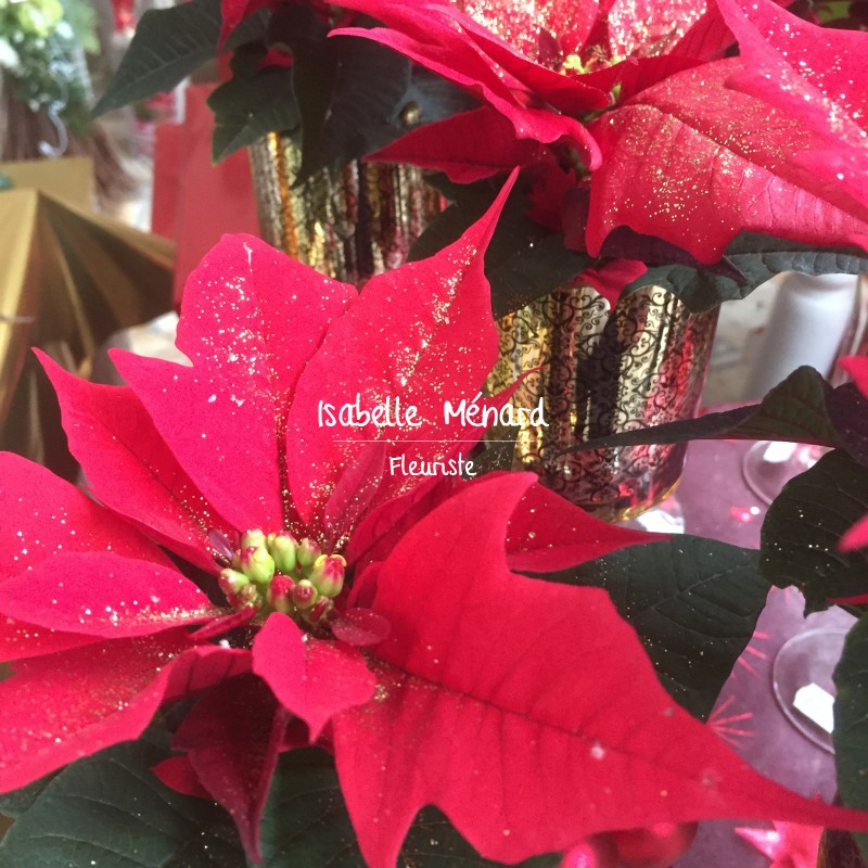 "étoîle de Noël"-poinsettia décoré "étoîle de Noël"-poinsettia décoré