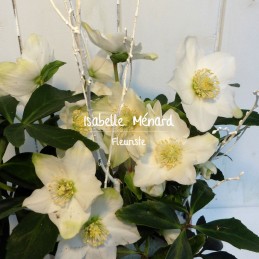 belle hellebore "rose de...