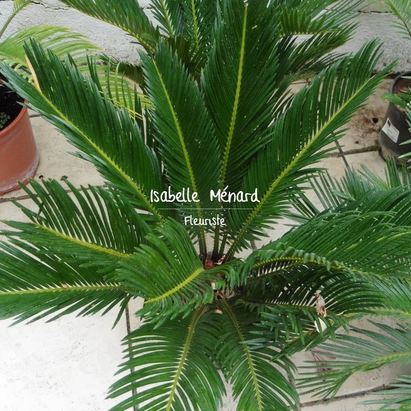 cycas cycas