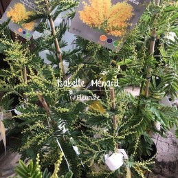 mimosa en pot
