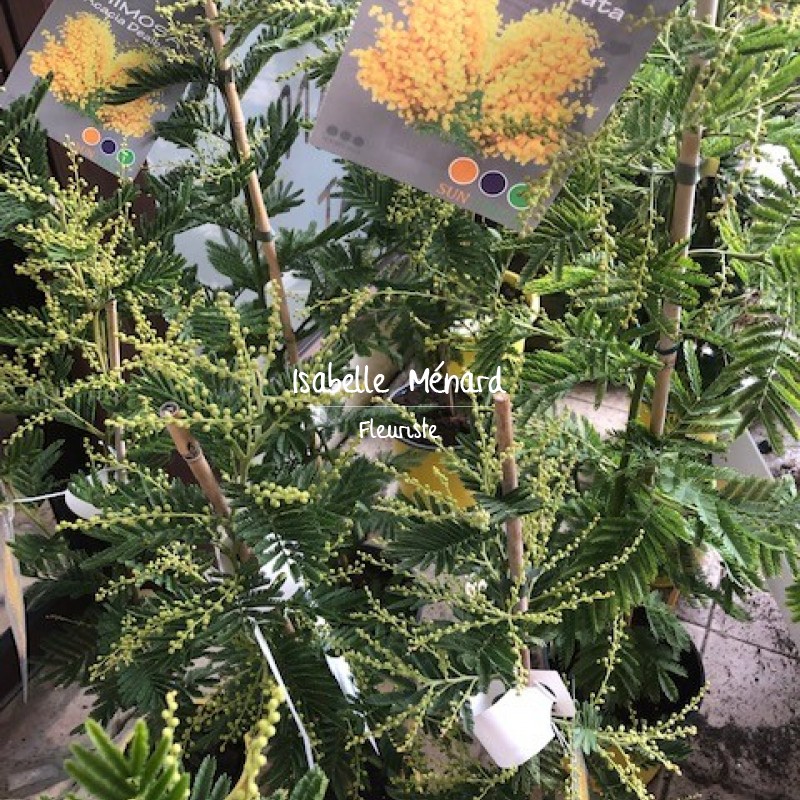 mimosa en pot