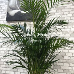 palmier dypsis - plante...
