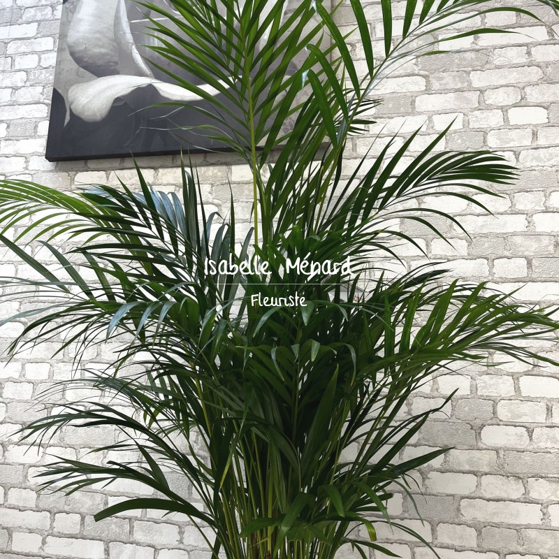 palmier dypsis - plante dépolluante