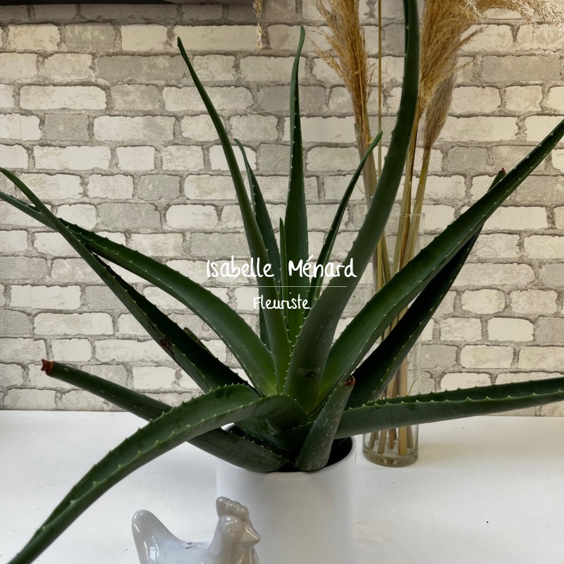 Aloe vera - plante dépolluante