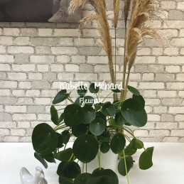 Pilea "plante porte-bonheur"