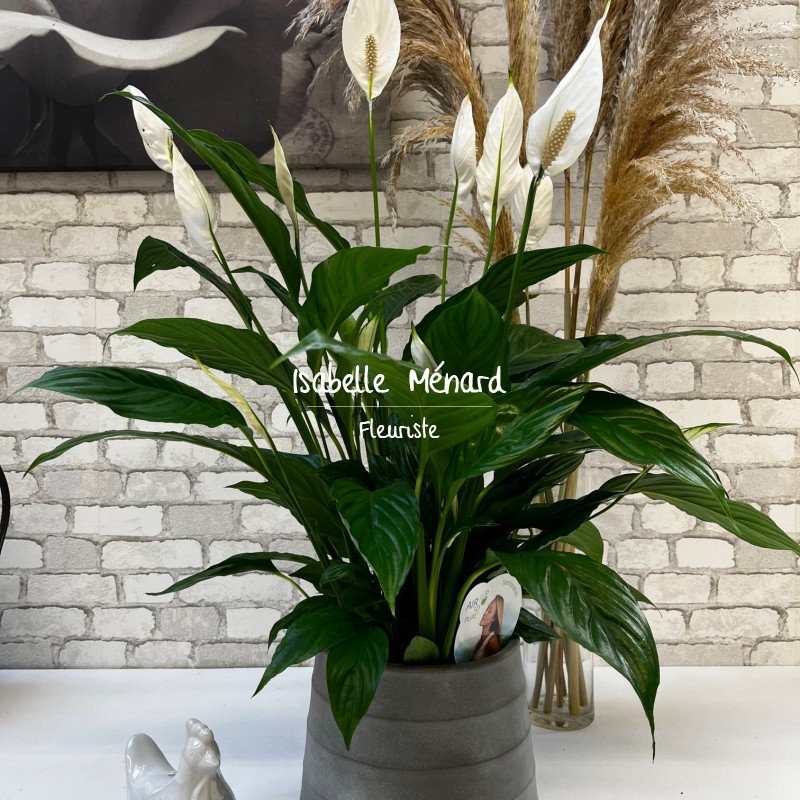 monstera deliciosa - plante dépoluante