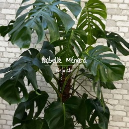 monstera deliciosa - plante...