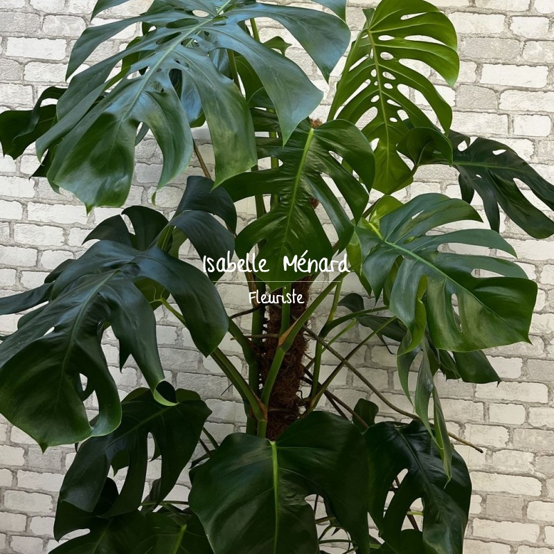 monstera deliciosa - plante dépoluante