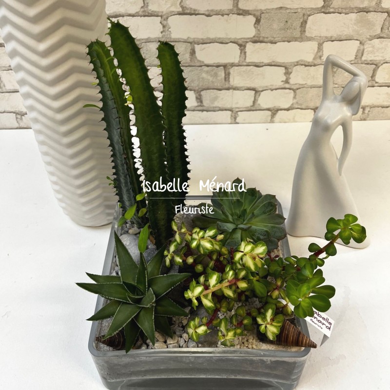 belle composition de plantes grasses belle composition de plantes grasses