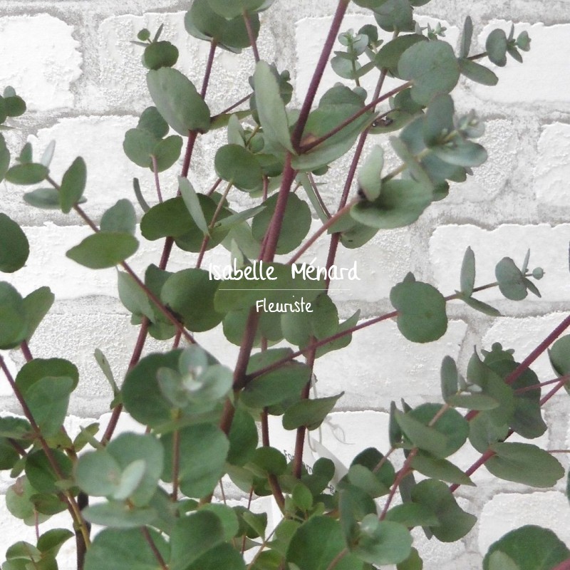 Eucalyptus Eucalyptus