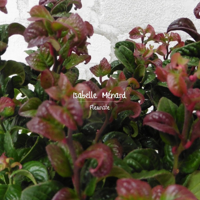 Leucothoe Leucothoe