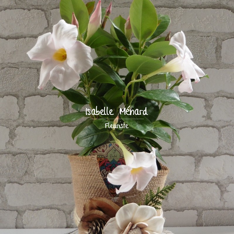 dipladenia et sa déco nature dipladenia et sa déco nature
