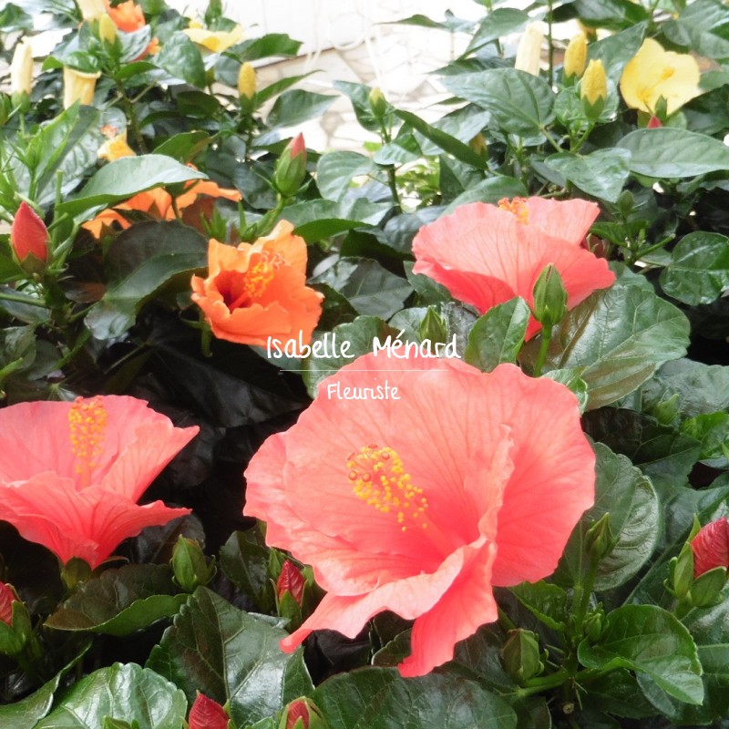 hibiscus hibiscus