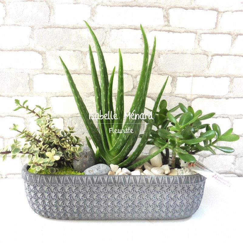 composition d'aloe vera et succulentes composition d'aloe vera et succulentes