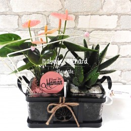 Duo de plantes durables