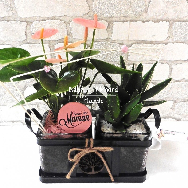 Duo de plantes durables Duo de plantes durables