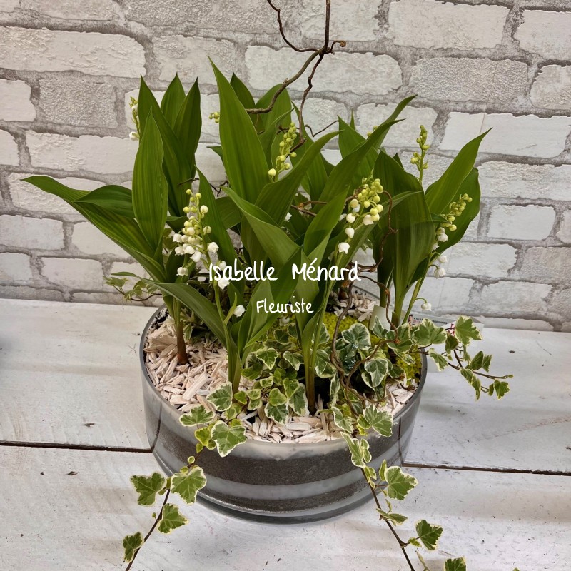 très belle coupe de muguet en racine