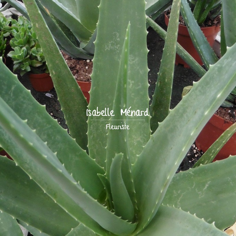 aloe vera